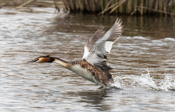 Great crested grebe (Podiceps cristatus) running and taking off from the water, Cherine Nature Reserve, La Brenne, France. April. 