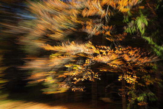 Beech forest (Fagus sylvatica) in autumn. Trees in motion, intentional camera movement, Bavaria, Germany. October. 