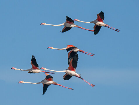 Greater flamingos (Phoenicopterus roseus) small flock in flight against a blue sky, Olhao Saltpans, Faro, Algarve, Portugal. April. 