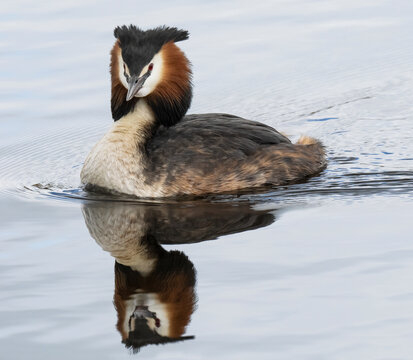 Great crested grebe (Podiceps cristatus) on water with reflection, Cherine Nature Reserve, La Brenne, France. April. 