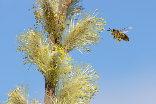 Western honey bee (Apis mellifera) with pollen sacs flying towards Willow flower, Norfolk, England, UK. March. 