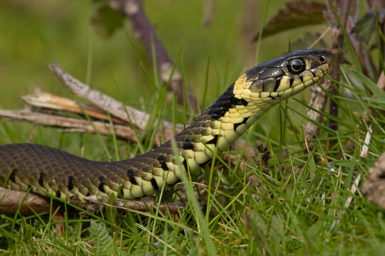 Barred grass snake (Natrix helvetica) juvenile, portrait, Norfolk, England, UK. April. 