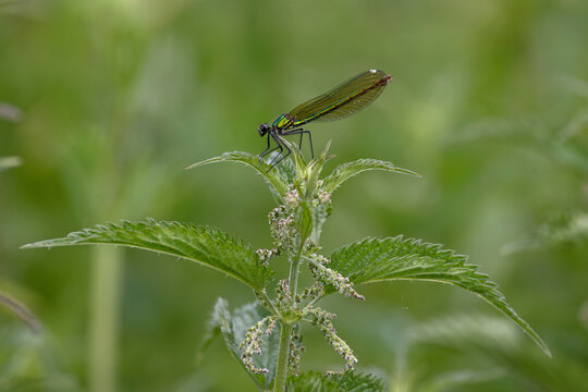 Banded demoiselle (Calopteryx splendens) female, resting on stinging nettles, Norfolk, England, UK. June. 