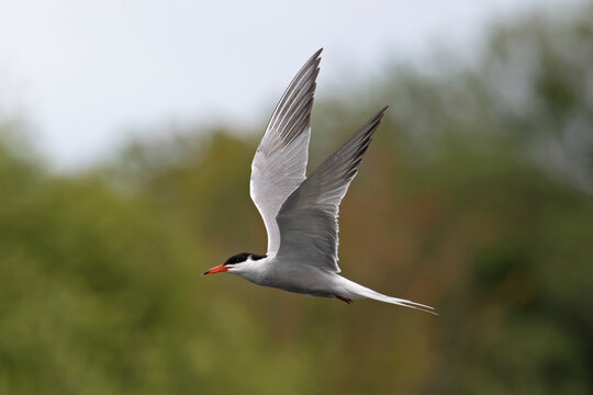 Common tern (Sterna hirundo) in summer breeding plumage, in flight, Lincolnshire, England, UK. July. 