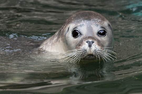 Common seal (Phoca vitulina) in water, head portrait, Loch na Keal, Isle of Mull, Scotland, UK. June. 