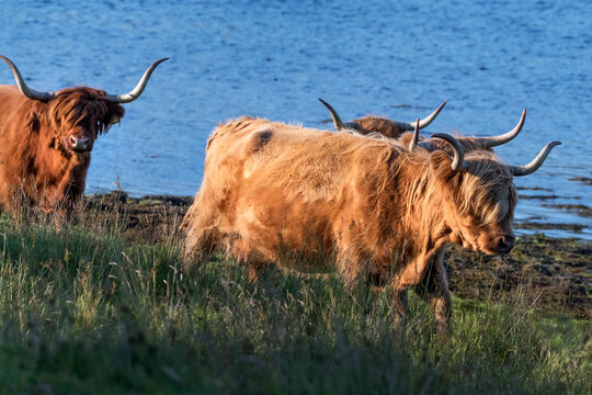 Highland cattle herd, Isle of Mull, Scotland, UK. July. 