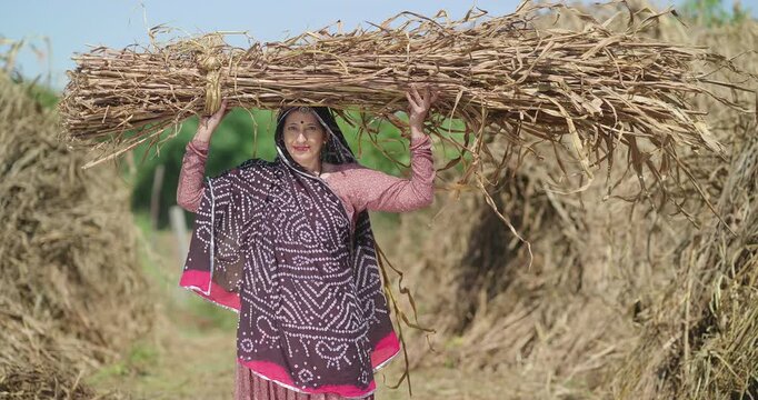 Indian mature adult farmer woman lady carrying dry grass on head standing look cam ground rural area. happy older female do farm field hard work hold wheat bunch bundle crop enjoy day place