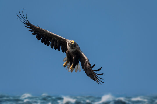 White-tailed sea eagle (Haliaeetus albicilla) hunting swoop  over Loch Scridain, Isle of Mull, Scotland, UK. July. 