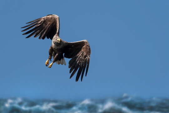 White-tailed sea eagle (Haliaeetus albicilla) hunting swoop  over Loch Scridain, Isle of Mull, Scotland, UK. July. 