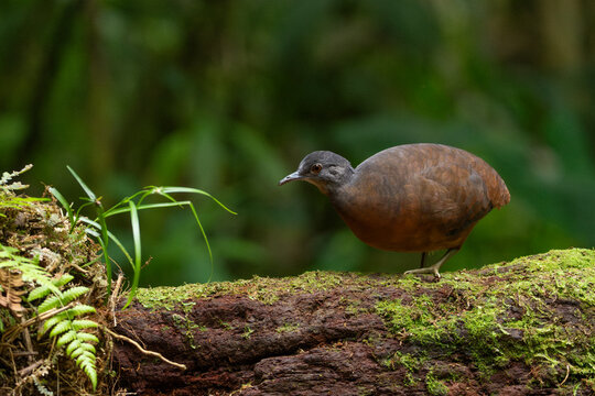 Little tinamou (Crypturellus soui) standing on moss-covered log, Valle del Cauca, Colombia. 