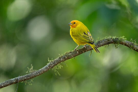 Saffron finch (Sicalis flaveola) male, perched on branch, Valle del Cauca, Colombia. 