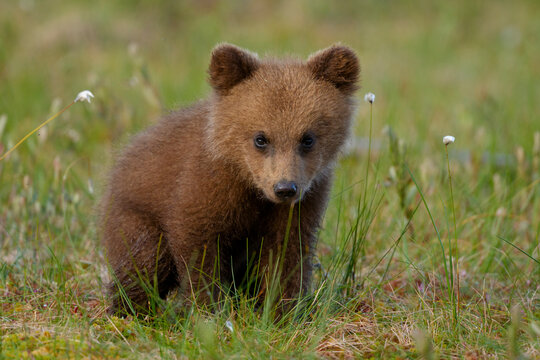 Eurasian brown bear (Ursus arctos arctos) cub, aged 2-3 months in meadow, Finland / Russia border. July. 