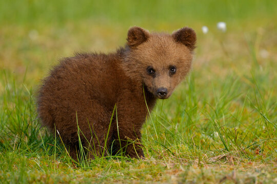 Eurasian brown bear (Ursus arctos arctos) cub, aged 2-3 months in meadow, Finland / Russia border. July. 