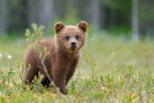 Eurasian brown bear (Ursus arctos arctos) cub, aged 2-3 months, in meadow, Finland / Russia border. July. 