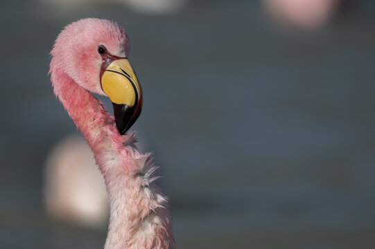  James's flamingo (Phoenicoparrus jamesi) cleaning neck feathers after bathing, Laguna Hedionda, Altiplano, Bolivia. 