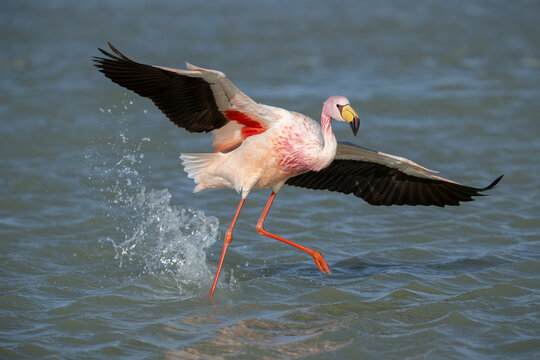  James's flamingo (Phoenicoparrus jamesi) running on lake surface, taking flight, Laguna Hedionda, Altiplano, Bolivia. 