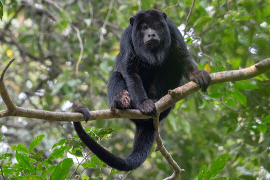  Black howler monkey (Alouatta caraya) male, sitting in tree, Pampas del Yacuma, El Beni, Bolivia. 