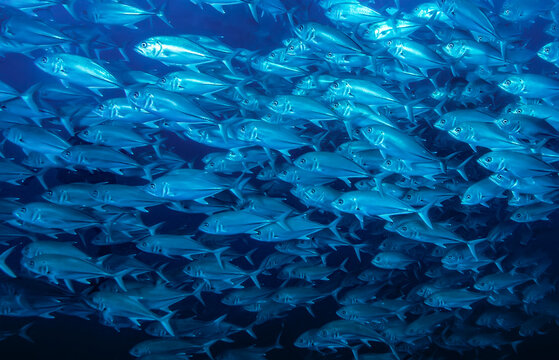 Schooling Bigeye jacks (Caranx sexfasciatus), Cocos Island, Costa Rica, Pacific Ocean. 