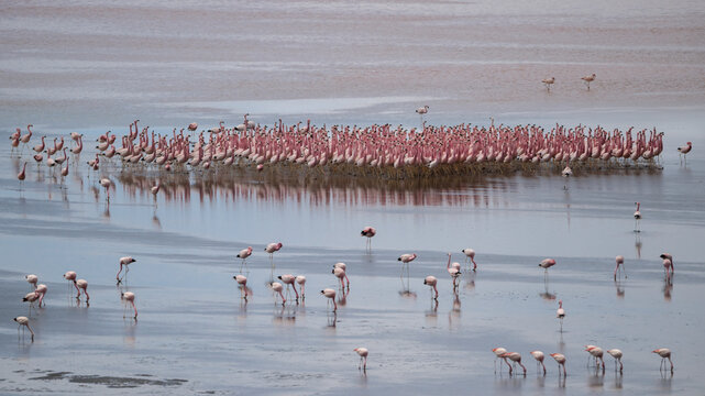  Andean flamingos (Phoenicoparrus andinus) flock standing in shallow water, displaying, Laguna Colorada, Eduardo Avaroa Andean Fauna National Reserve, Bolivia. 