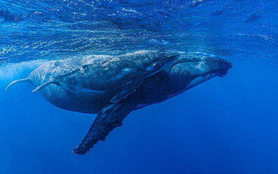 Two Humpback whales (Megaptera novaeangliae) female with calf swimming just beneath the surface, Kingdom of Tonga, Pacific Ocean. The wounds on the calf's back may be the result of contact with a boat
