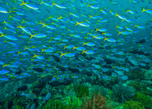 Huge school of Blue and yellow fusiliers (Caesio teres) with a smaller school of Yellowmask surgeonfish (Acanthurus mata) swimming over a coral reef while feeding on zooplankton. Raja Ampat, West Papu