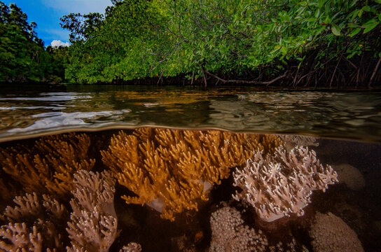 Split level view of soft corals (Sinularia sp. and Xenia sp.) in shallow water with mangroves in the background. Raja Ampat, West Papua, Indonesia, Pacific Ocean. 