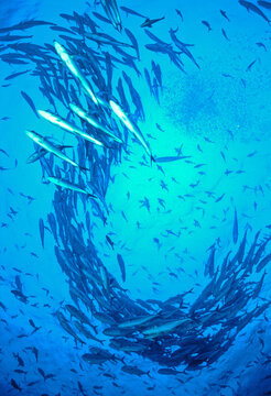 Streaming Bigeye jacks (Caranx sexfasciatus) with unidentified smaller fish in the background, Cocos Island, Costa Rica, Pacific Ocean. 