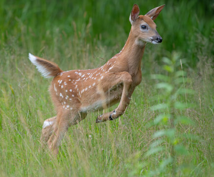 White-tailed deer (Odocoileus virginianus) fawn leaping through grassland, Acadia National Park, Maine, USA. July. 