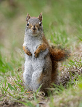 American red squirrel (Tamiasciurus hudsonicus) portrait, Acadia National Park, Maine, USA. May. 
