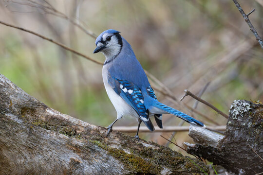 Blue jay (Cyanocitta cristata) perched on branch, Acadia National Park, Maine, USA. May. 