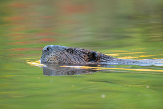 North American beaver (Castor canadensis) swimming at sunrise, Acadia National Park, Maine, USA. September. 