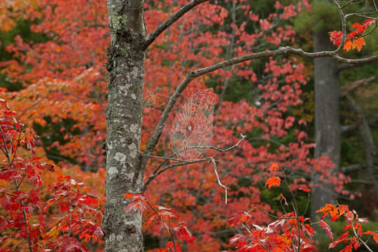Orbweaver spider's web on a tree branch with autumnal foliage behind, Acadia National Park, Maine, USA. October. 