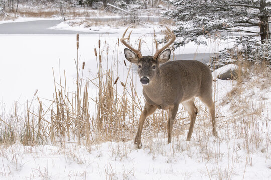 White-tailed deer (Odocoileus virginianus) buck walking in snow, Acadia National Park, Maine, USA. December. 