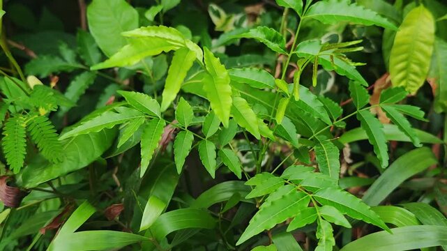 Saplings, black bags, green, nature.