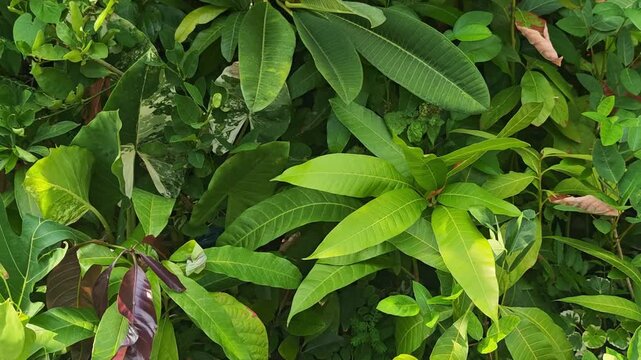 Saplings, black bags, green, nature.