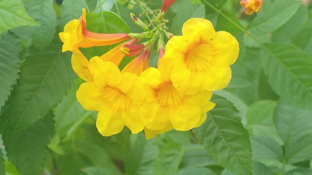 Golden Shower Tree (Tecoma stans), yellow flower, in the garden, nature.