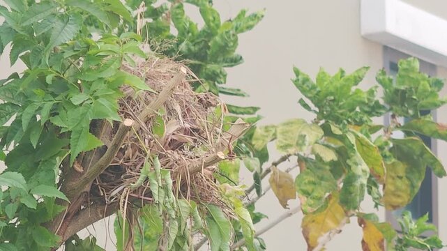 A bird's nest in a tree, nature.