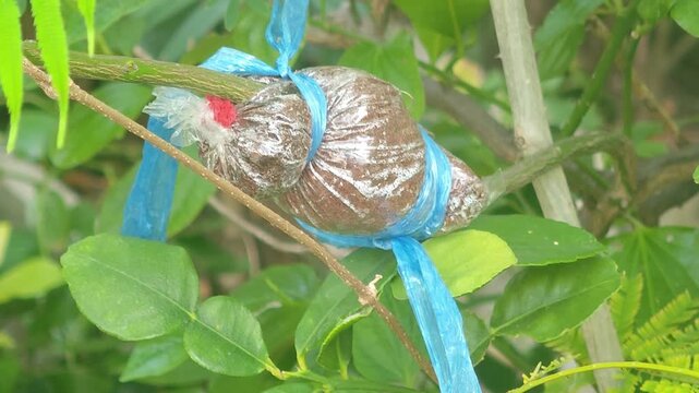 Plant propagation, grafting, agriculture.