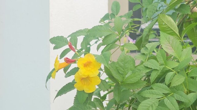 Golden Shower Tree (Tecoma stans), yellow flower, in the garden, nature.