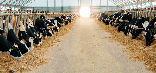 Spacious dairy barn with holstein cows in modern feeding stalls. Concept banner livestock farm with organic cattle. © Parilov