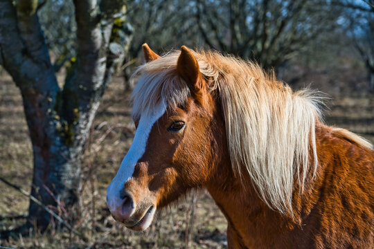 A view of a beautiful horse's head