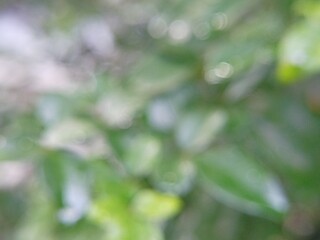 Obraz premium Blurred green foliage background with soft natural bokeh and light leaks. 