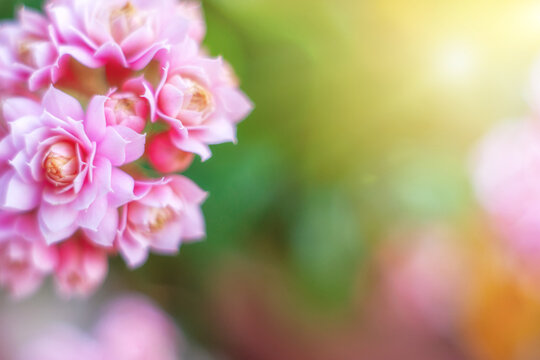 A close-up of pink roses in soft focus with a blurred background, creating a dreamy and intimate atmosphere. Calanchoe
