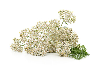 Naklejka premium White yarrow flowers with green leaves isolated on white background.
