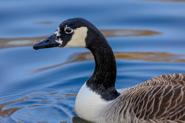 Fototapeta premium Grey wild goose, cute Water Birds Geese