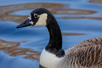 Fototapeta premium Grey wild goose, cute Water Birds Geese
