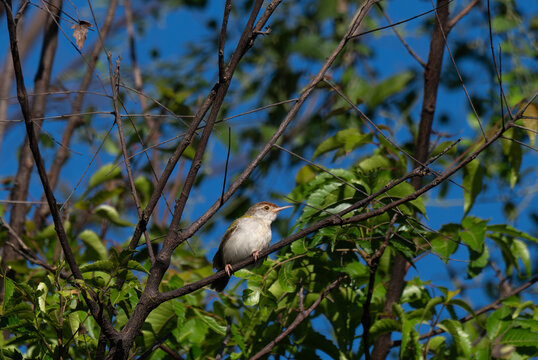 A sharp Common Tailorbird perched on a neem tree branch. The scene is illuminated by bright, natural sunlight, with a vibrant background of lush green leaves and a clear blue sky.