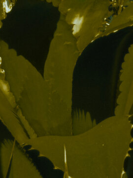 water drops on green leaf