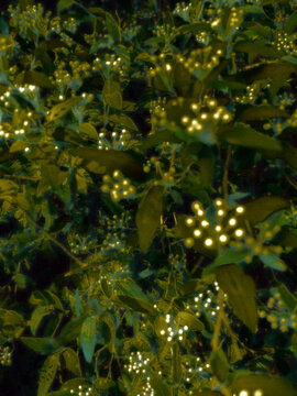 yellow leaves on the tree
