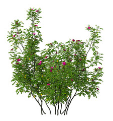 Fototapeta premium Red flowering bush isolated on transparent background. Flowering shrub isolated on transparent background. red flower bush shrub isolated on white background. Flowering bush PNG.